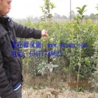 苗圃桂花樹苗批發(fā)80-100CM金桂、銀桂、八月桂300珠包郵