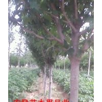 山東木槿