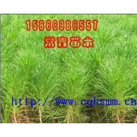 常年供應(yīng)一年到3年生油松容器袋苗