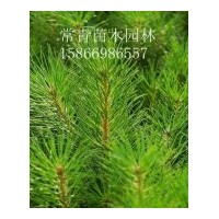 大量供應(yīng)各種規(guī)格東北樟子松苗