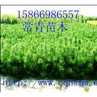 低價(jià)供應(yīng)苗圃油松小苗