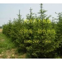 大量供應(yīng)優(yōu)質(zhì)吉林云杉苗、5-15公分云杉小苗