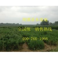 低價出售大量優(yōu)質(zhì)側(cè)柏苗