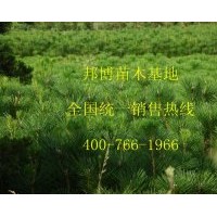 低價出售優(yōu)質(zhì)山東油松樹苗