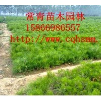 銷售低價油松小苗