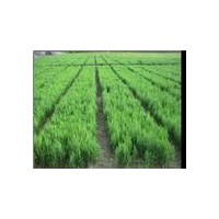 供應20-60營養(yǎng)代側柏苗