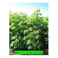 出售自家糖戚小苗20萬