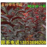 紫葉李苗￥紫葉李小苗￥1米以上紫葉李苗