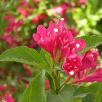 紅王子錦帶