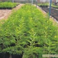 批發(fā)印度檀香樹苗、印度檀香苗、印度檀香種苗