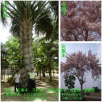 花旗木