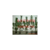 營養(yǎng)袋油松 1-3年油松 油松價格