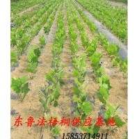 供應(yīng) 速生白臘苗 各種規(guī)格