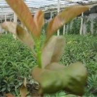 出售優(yōu)質(zhì)龍柏、北海道黃楊、紅葉石楠