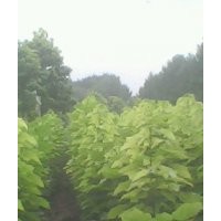 楸樹，梓樹小苗 大葉女貞