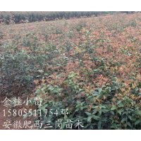 安徽/三崗/苗木/紫薇小苗/廣玉蘭小苗/桂花小苗/香樟小苗/批發(fā)小