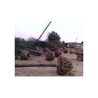 北方國(guó)槐種植基地新生苗木