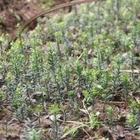 “植物大熊貓”曼地亞紅豆杉小苗