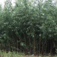 美國竹柳