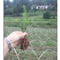 南方紅豆杉小苗