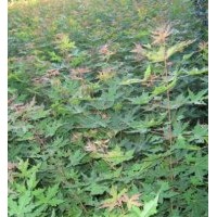 五角楓 山丁子 梓樹 山櫻桃 衛(wèi)矛
