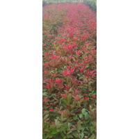 紅葉石楠