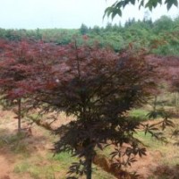 供應紅楓、青楓、、廣玉蘭、白玉蘭、杜英