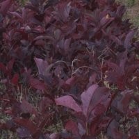 金葉復(fù)葉槭，紅葉李，紫葉稠李，多季玫瑰、黃刺玫、紅花王子、冷