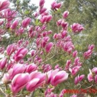 紫玉蘭銷售山東臨沂紫玉蘭價格
