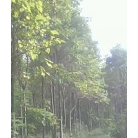 楸樹(shù)，欒樹(shù)，合歡，大葉女貞，梓樹(shù)小苗