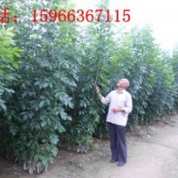 苗木供應(yīng)白蠟,速生白蠟,白蠟苗
