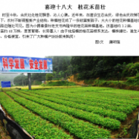 100萬(wàn)株桂花苗銷售
