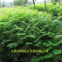 6萬欒樹苗1米—1.5米高，因征地拆遷，低價處理