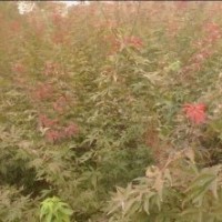 本基地10月份開始大量出售當(dāng)年生櫻花.海棠.紫薇.雞爪槭.紅楓.紅