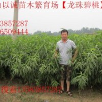 龍珠碧桃，龍珠碧桃