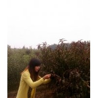 紅葉碧桃哪里有 山東紅葉碧桃價格 紅葉碧桃基地