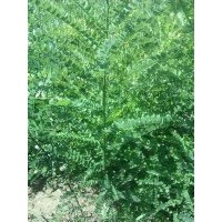 國槐小苗-大量出售，在家種植。苗高1.8米 底徑1.2-1.5cm