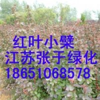 供應(yīng)：紅葉小檗、金葉女貞、紅葉石楠等綠化苗木
