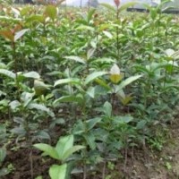 桂花樹，桂花小苗，優(yōu)質(zhì)桂花苗，歡迎洽談