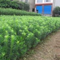 供應廣西桂林白沙鎮(zhèn)羅漢松種植1年高度在50-60公分