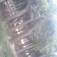 國(guó)槐樹 10公分國(guó)槐樹
