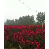 紅花大紫薇小苗