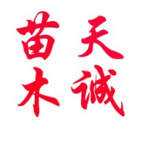 園蠟2號 速生白蠟2號 小苗 悶子原生 實生小苗
