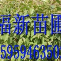 光皮樺 光皮樺種子 光皮樺苗 光皮樺樹種