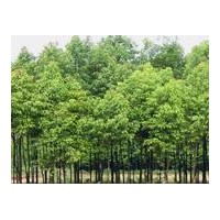 長期供應(yīng)果樹苗.綠化生態(tài)苗蘋果樹、山楂樹! 果樹苗:蘋果苗、棗樹