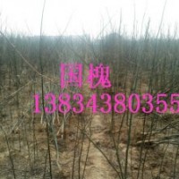國槐國槐苗大量供應國槐苗