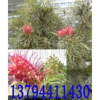 黃花銀樺苗,紅花銀樺苗