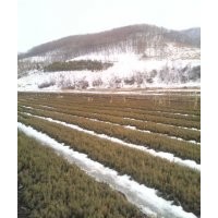出售 云杉 樟子松 紅松 黑松