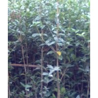 供應桂花 銀杏 紫薇