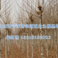 李營法桐價格|濟寧法國梧桐-濟寧綠源苗圃